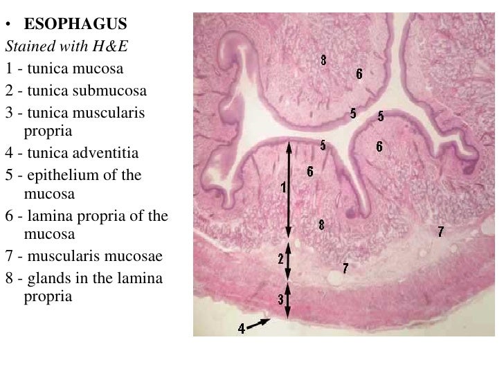 Sharing Porn Tube Oral Histology Ppt